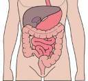 The digestive system